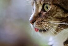 Precisely how to Study More desirable in High School: 6 Expert Suggestion